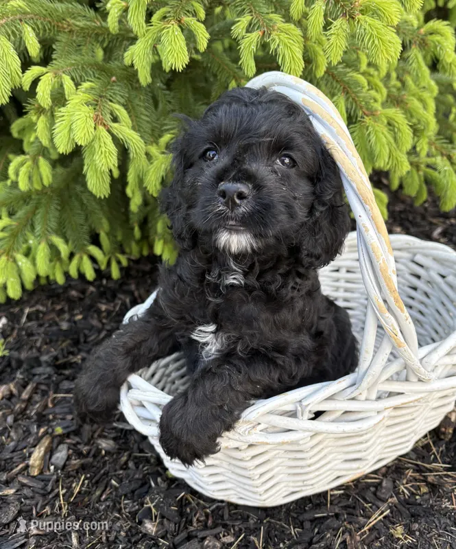 Cooper – Miniature Bernedoodle, Miniature Goldendoodle puppy for sale in Middlebury, IN
