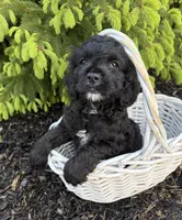 Cooper, a male Miniature Bernedoodle and Miniature Goldendoodle for sale in Middlebury, IN – 1 of 4