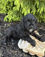 Cooper, a male Miniature Bernedoodle and Miniature Goldendoodle for sale in Middlebury, IN – 3 of 4