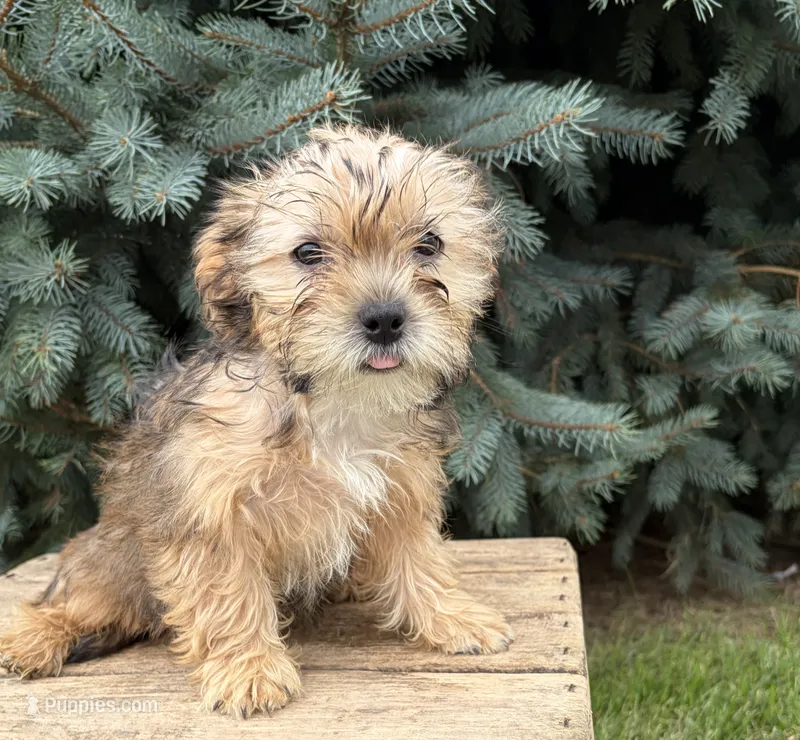 Ace – Morkie puppy for sale in Middlebury, IN