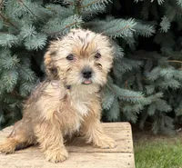 Ace, a male Morkie for sale in Middlebury, IN – 1 of 5