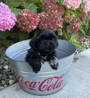 Koko, a female Shih Tzu for sale in Middlebury, IN – 5 of 5