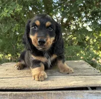 Bear, a male Dachshund for sale in Middlebury, IN – 2 of 4