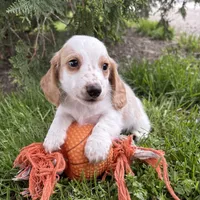 Murphy, a male Dachshund for sale in Middlebury, IN – 3 of 5