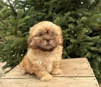 Java, a female Shih Tzu for sale in Middlebury, IN – 4 of 4