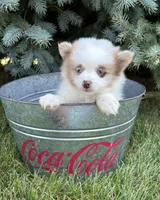 Pixie, a female Pomeranian for sale in Middlebury, IN – 3 of 4