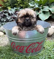 Casi, a female Shih Tzu for sale in Middlebury, IN – 3 of 5