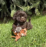 Tia, a female Shih Tzu for sale in Middlebury, IN – Photo 4 of 4