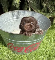 Tia, a female Shih Tzu for sale in Middlebury, IN – Photo 2 of 4