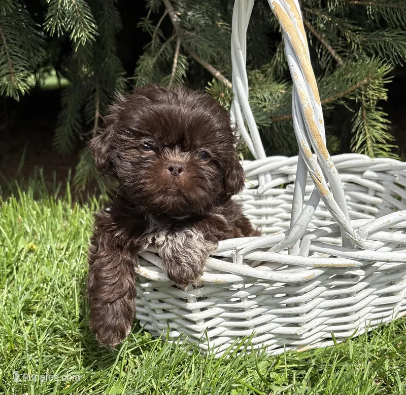 Tia – Shih Tzu puppy for sale in Middlebury, IN