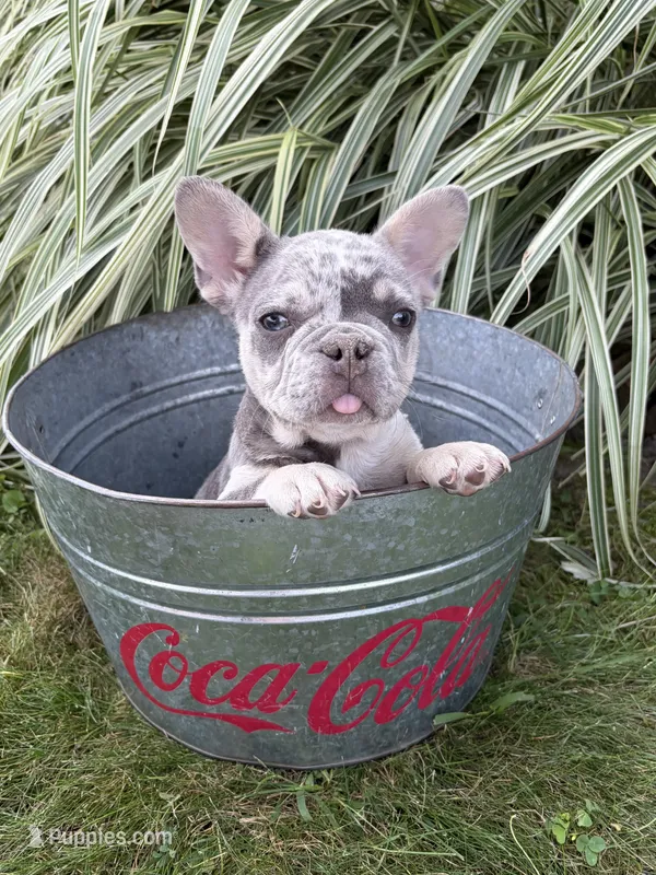 Bruiser – French Bulldog puppy for sale in Middlebury, IN