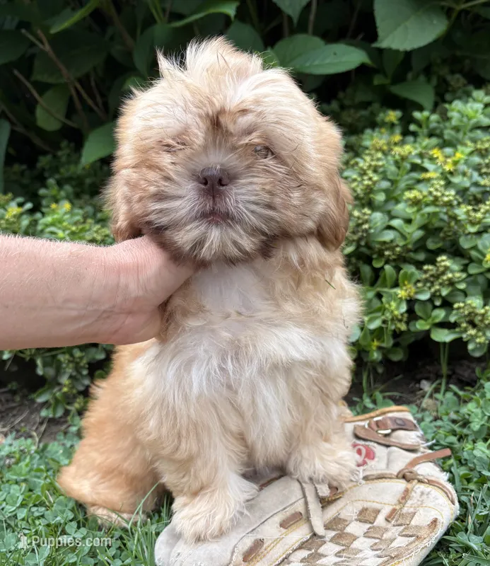 Java – Shih Tzu puppy for sale in Middlebury, IN