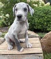 Emmett, a male Great Dane for sale in Middlebury, IN – 2 of 4