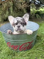 Kingston , a male French Bulldog for sale in Middlebury, IN – 4 of 5