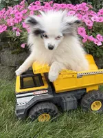 Olaf, a male Pomeranian for sale in Middlebury, IN – 6 of 6