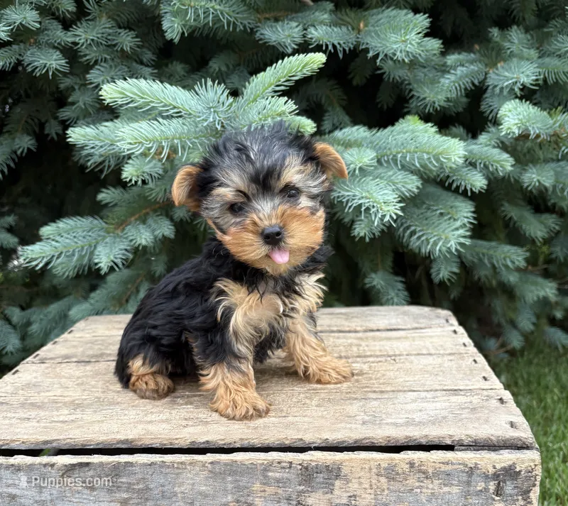 Jax  – Yorkshire Terrier puppy for sale in Middlebury, IN