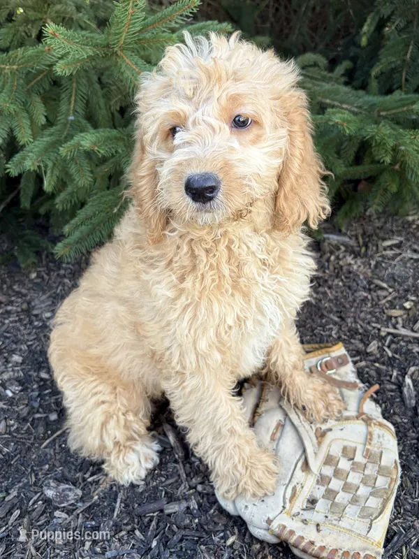 Presley – Miniature Goldendoodle puppy for sale in Middlebury, IN