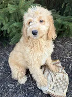 Presley, a male Miniature Goldendoodle for sale in Middlebury, IN – 1 of 4