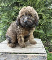 Dolly, a female Whoodle for sale in Middlebury, IN – 4 of 4