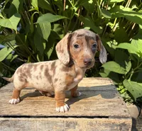 Finn, a male Dachshund for sale in Middlebury, IN – 1 of 5