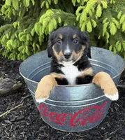 Bella, a female Bernedoodle for sale in Middlebury, IN – Photo 4 of 4