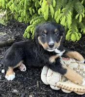 Bella, a female Bernedoodle for sale in Middlebury, IN – Photo 3 of 4