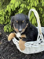 Bella, a female Bernedoodle for sale in Middlebury, IN – Photo 2 of 4