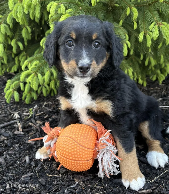 Bella, a female Bernedoodle for sale in Middlebury, IN – Photo 1 of 4