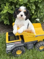 Charlie, a male Cavalier King Charles Spaniel for sale in Middlebury, IN – 3 of 4