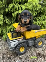 Hiram, a male Dachshund for sale in Middlebury, IN – 3 of 4