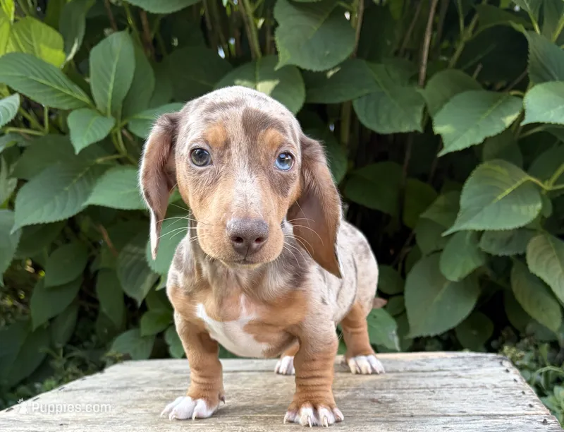 Finn – Dachshund puppy for sale in Middlebury, IN