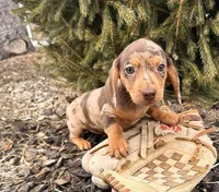 Cassidy , a female Dachshund for sale in Middlebury, IN – Photo 4 of 5