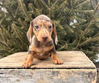 Cassidy , a female Dachshund for sale in Middlebury, IN – Photo 2 of 5