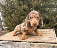Cassidy , a female Dachshund for sale in Middlebury, IN – Photo 1 of 5
