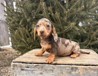 Cassidy , a female Dachshund for sale in Middlebury, IN – Photo 5 of 5