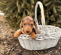 Cassidy , a female Dachshund for sale in Middlebury, IN – Photo 3 of 5