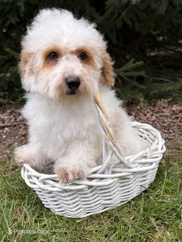 Arlo – Havapoo puppy for sale in Middlebury, IN