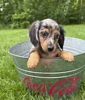 Enzo, a male Dachshund for sale in Middlebury, IN – 3 of 5