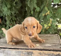 Honey, a female Miniature Dachshund for sale in Middlebury, IN – 2 of 4