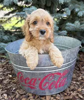 Becca, a female Cockapoo for sale in Middlebury, IN – 5 of 6