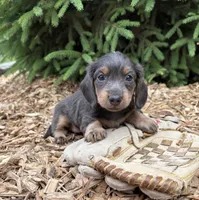 Opal, a female Dachshund for sale in Middlebury, IN – 4 of 4