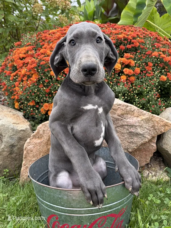 Ellie – Great Dane puppy for sale in Middlebury, IN