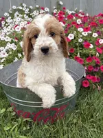 Baxter, a male Miniature Goldendoodle for sale in Middlebury, IN – 2 of 4