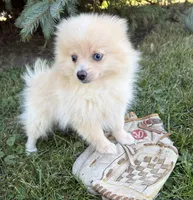 Foxy, a female Pomeranian for sale in Middlebury, IN – 2 of 4