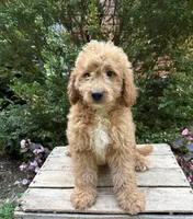 Bennett, a male Miniature Goldendoodle for sale in Middlebury, IN – 2 of 4