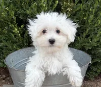 Eddie, a male Maltese for sale in Middlebury, IN – 2 of 5