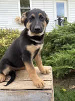 Dakota , a female German Shepherd Dog for sale in Middlebury, IN – 4 of 5