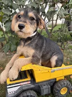 Theodore, a male Schnoodle for sale in Middlebury, IN – 3 of 4