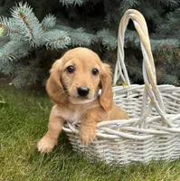 Oliver , a male Miniature Dachshund for sale in Middlebury, IN – 3 of 4