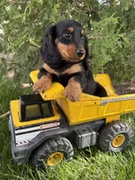 Milo, a male Dachshund for sale in Middlebury, IN – 5 of 5
